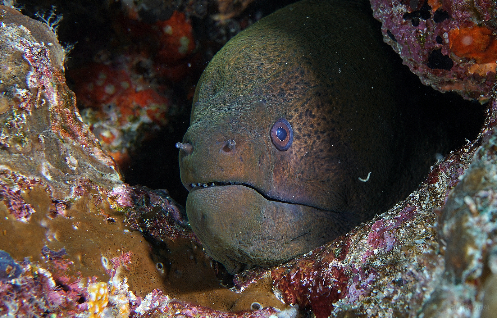 Banda Sea 2018 - DSC05999_rc - Giant moray - Murene Javanaise - Gymnothorax javanicus.jpg